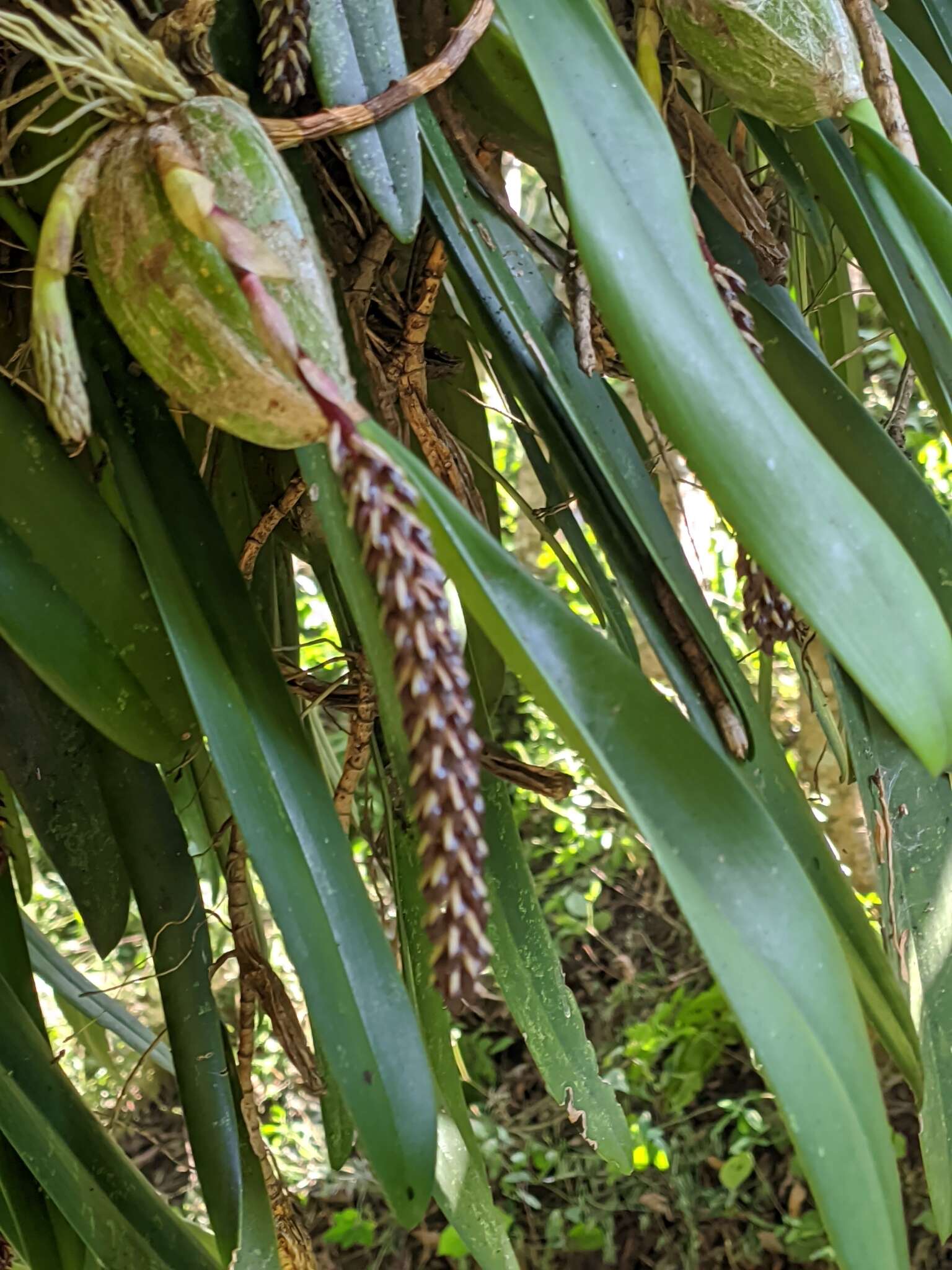 Bulbophyllum careyanum (Hook.) Spreng.的圖片