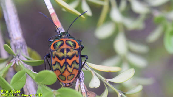 Image of Poecilocoris Dallas 1848