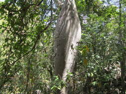 Image of Ceiba glaziovii (Kuntze) K. Schum.