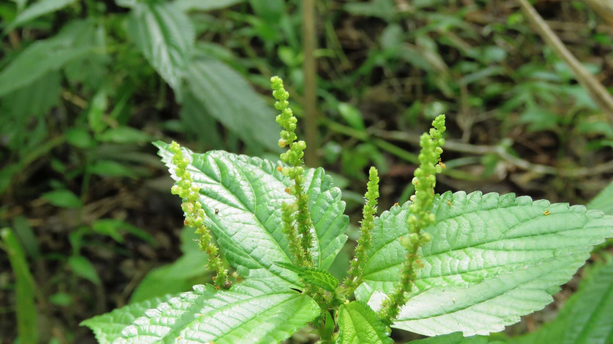 Imagem de Boehmeria sieboldiana Bl.