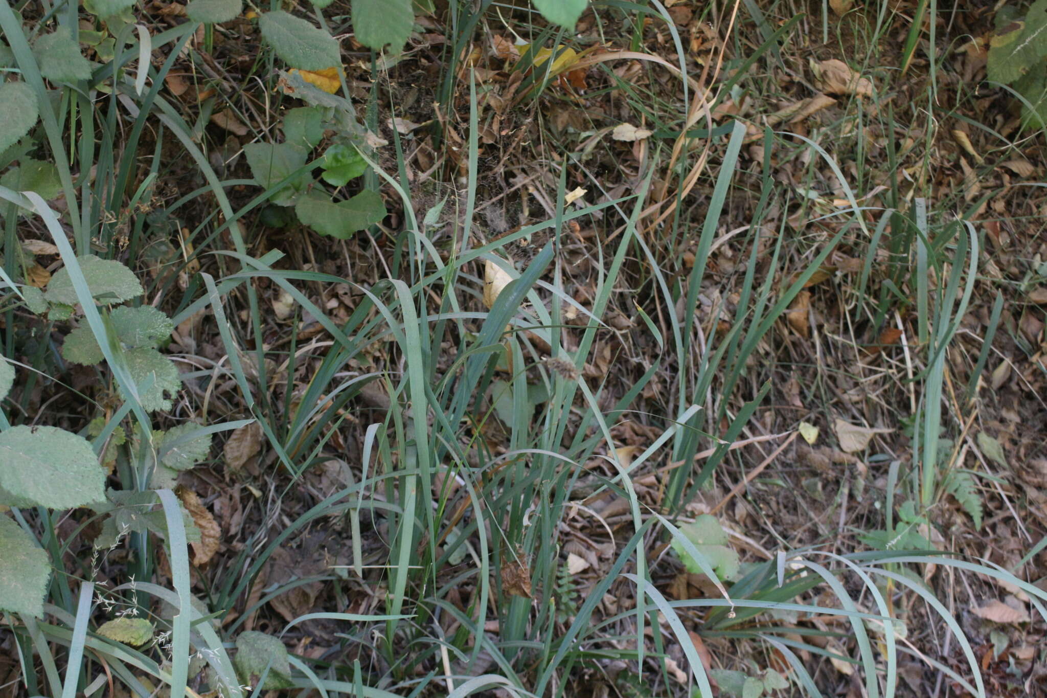 Image of Carex salticola J. R. Starr