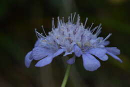 صورة Scabiosa vestina Facc. ex Koch