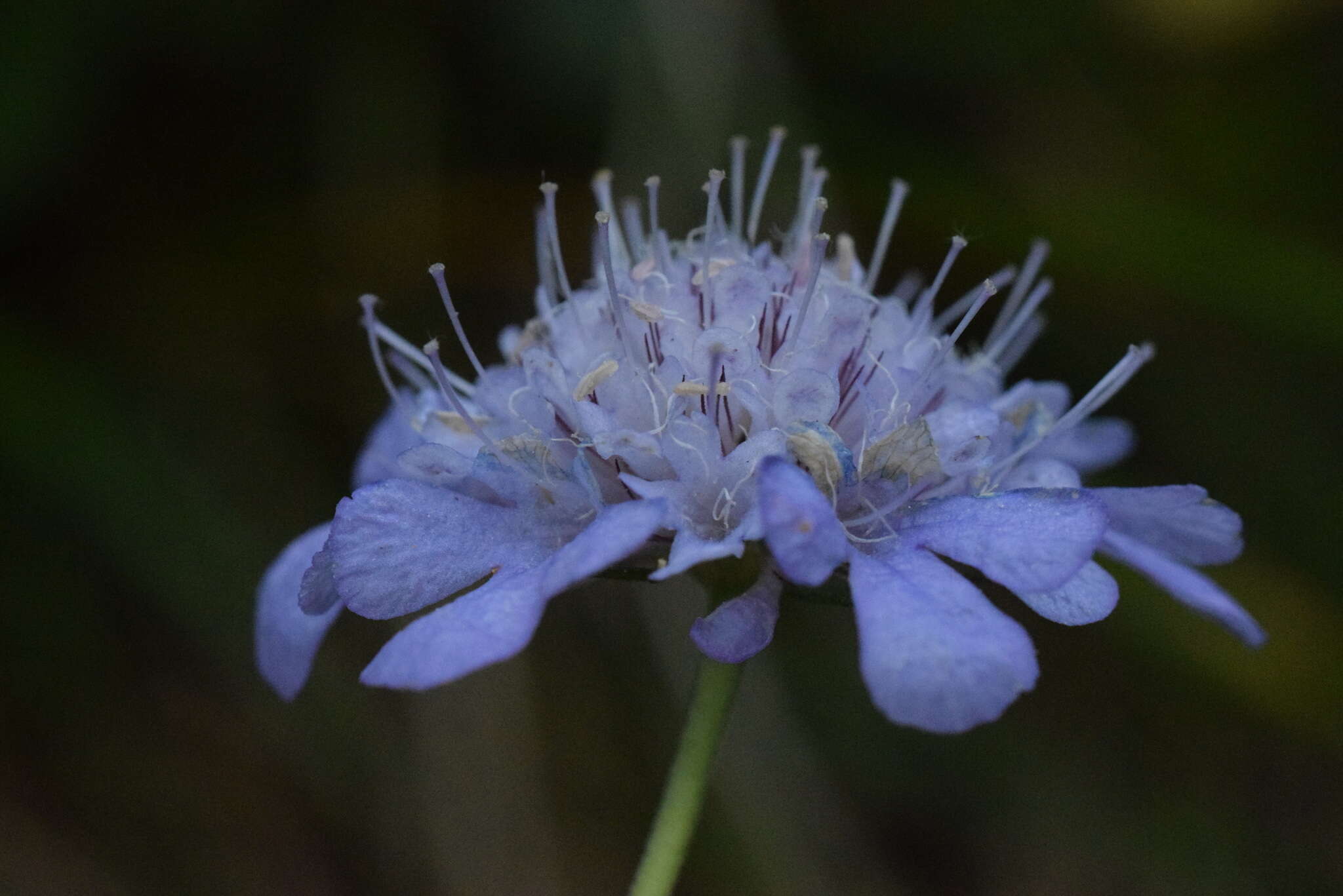 صورة Scabiosa vestina Facc. ex Koch