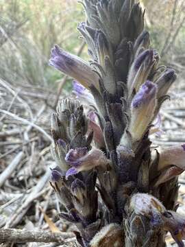 Image of Aphyllon cooperi subsp. palmeri (Munz) A. C. Schneid.