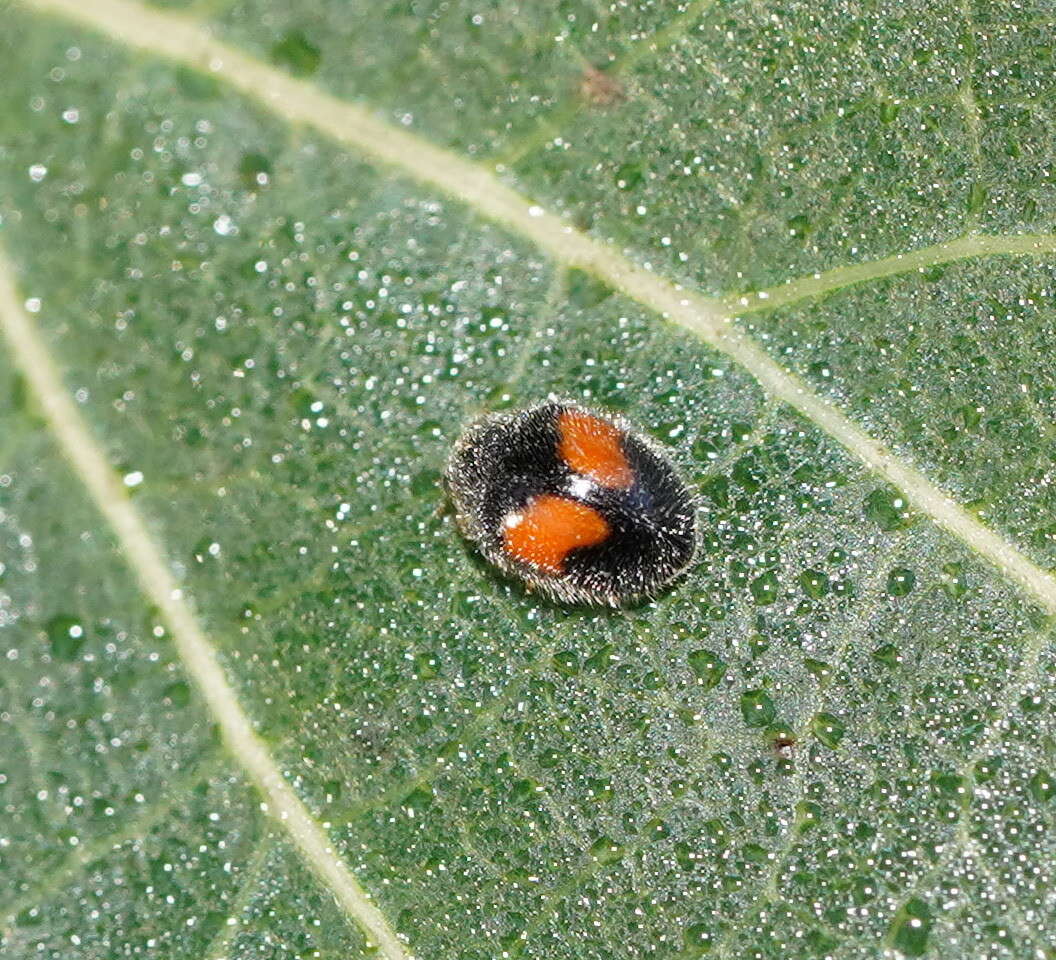 Image of Minute two-spotted ladybird beetle