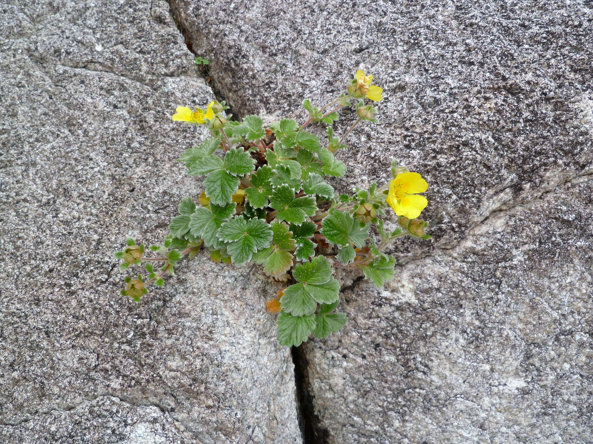 Слика од Potentilla villosula B. A. Jurtzev