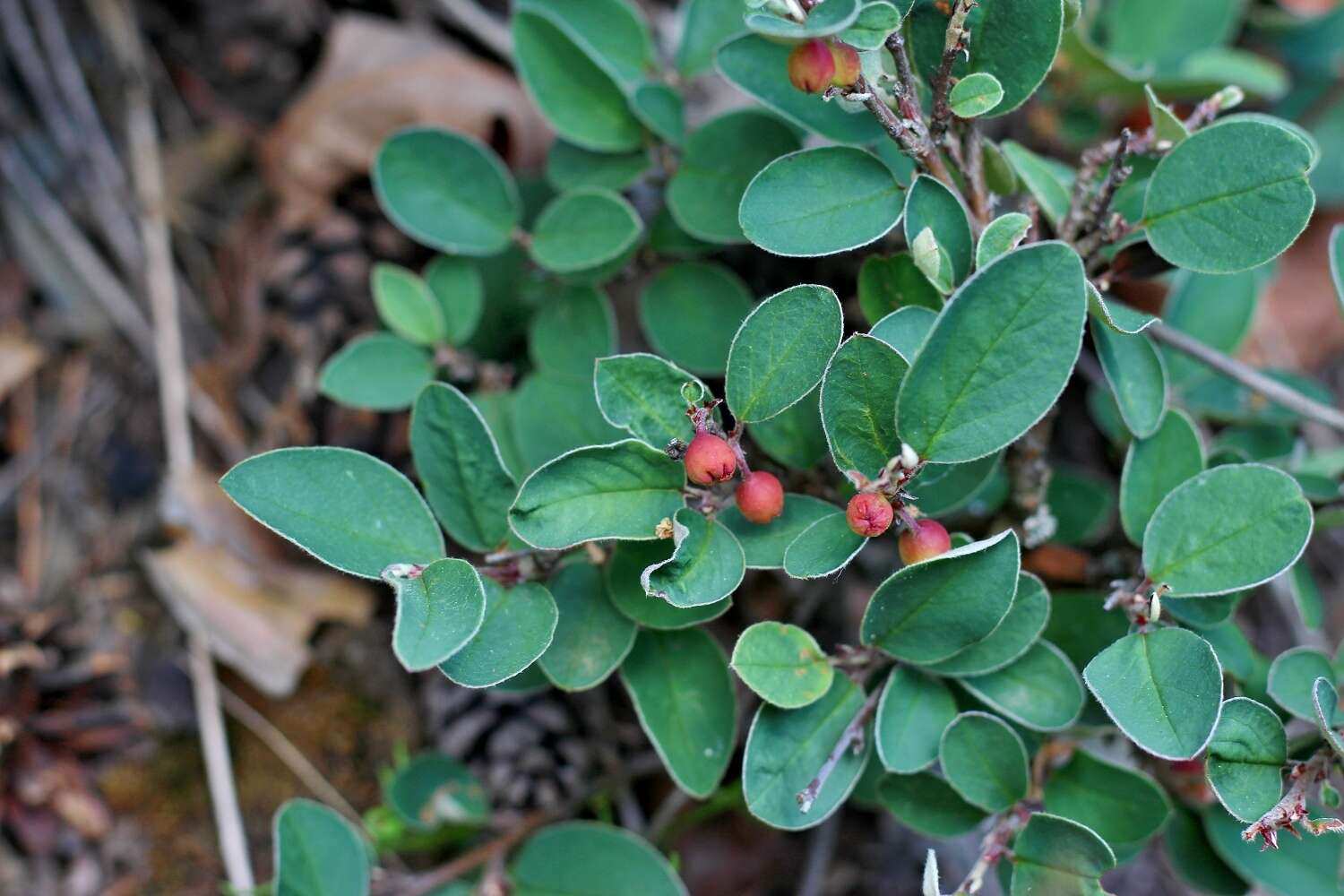 Imagem de Cotoneaster integerrimus Medik.