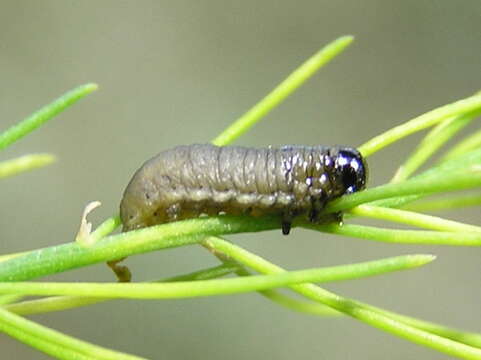 Image of Common asparagus beetle