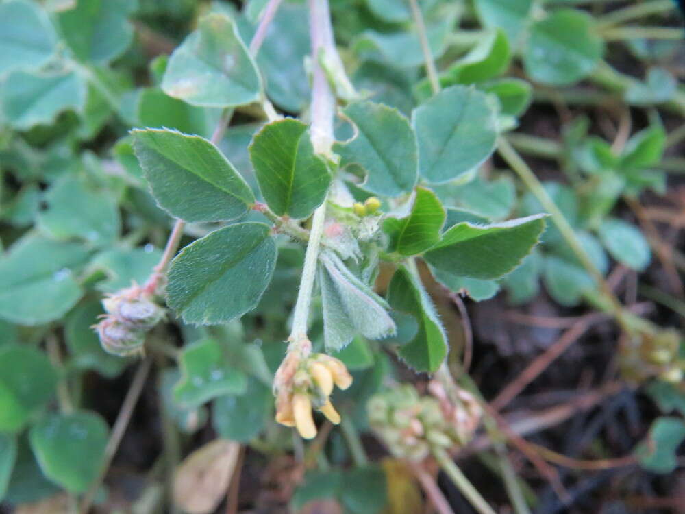 Image of black medick