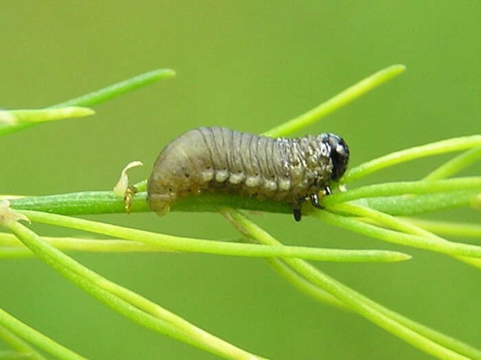 Image of Common asparagus beetle