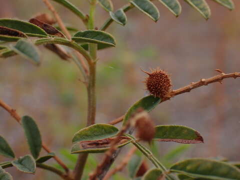 Image of Glycyrrhiza acanthocarpa (Lindl.) J. M. Black