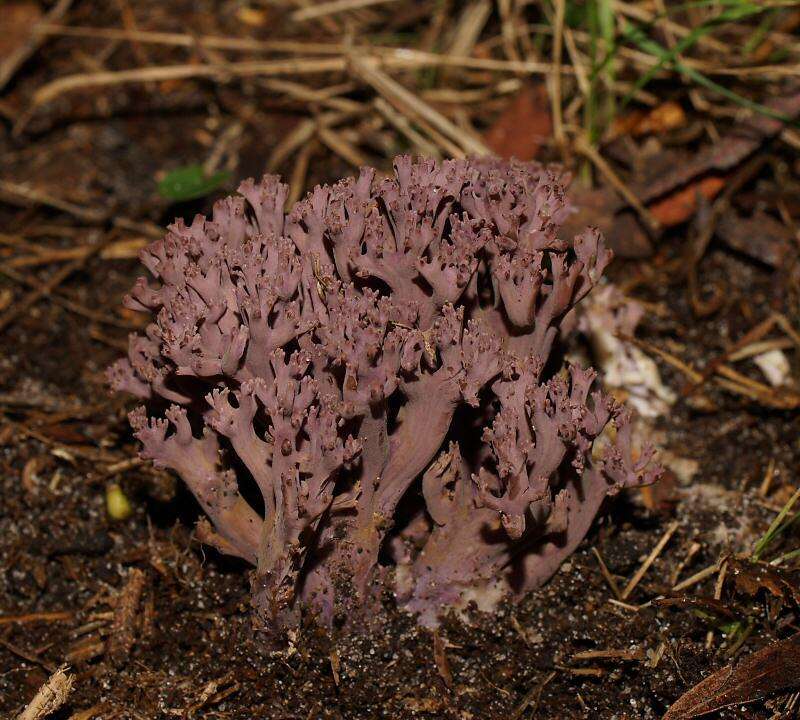 Clavaria versatilis (Quél.) Sacc. & Trotter 1912 resmi