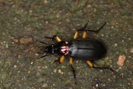 Image de Chlaenius (Haplochlaenius) costiger Chaudoir 1856