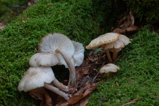 Clitocybula lacerata (Scop.) Métrod 1952的圖片