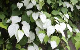 Image of silver vine