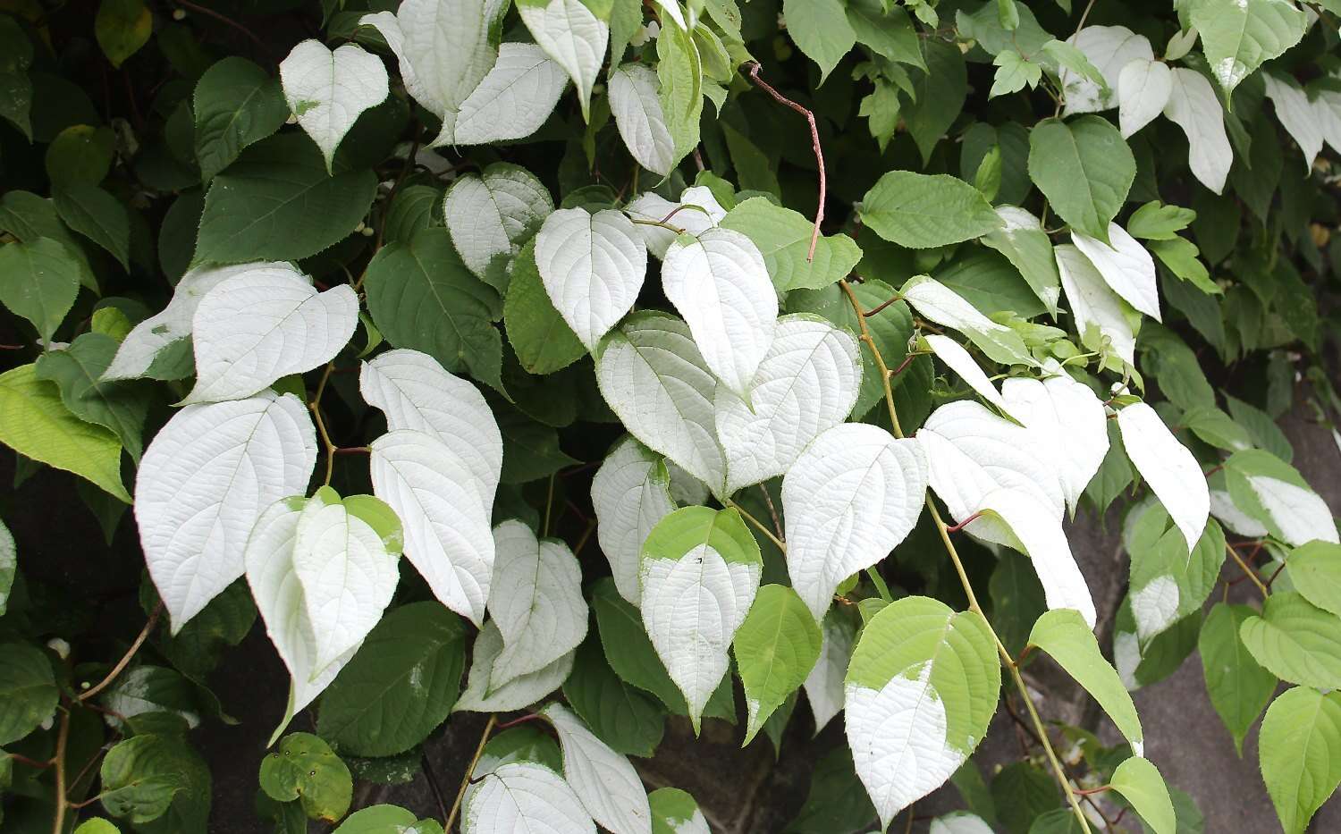 Image of silver vine