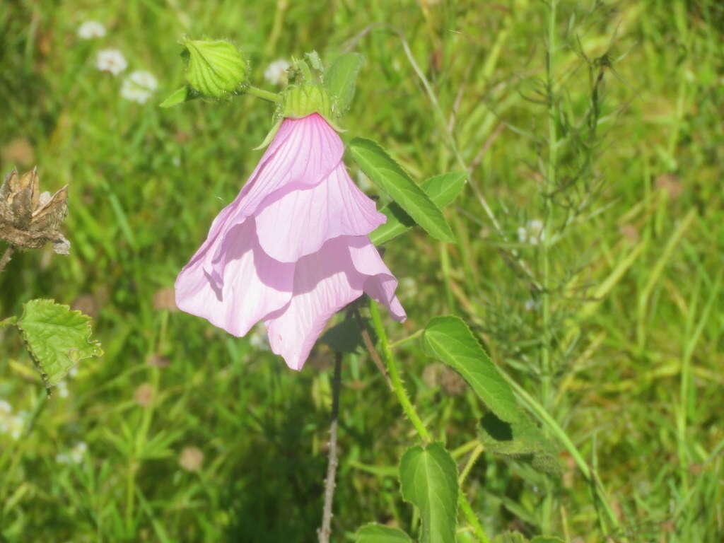 Image of striped rosemallow