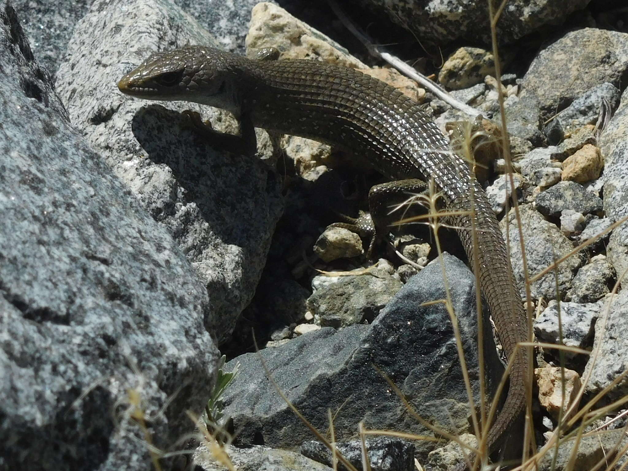 صورة Elgaria coerulea palmeri (Stejneger 1893)