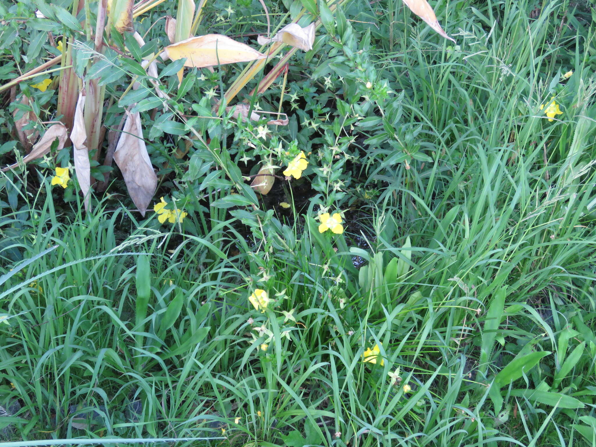 Image de Ludwigia elegans (Cambess.) Hara