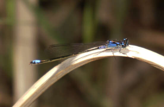 Image of Plains Forktail