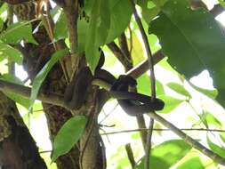 Trimeresurus purpureomaculatus (Gray 1832) resmi