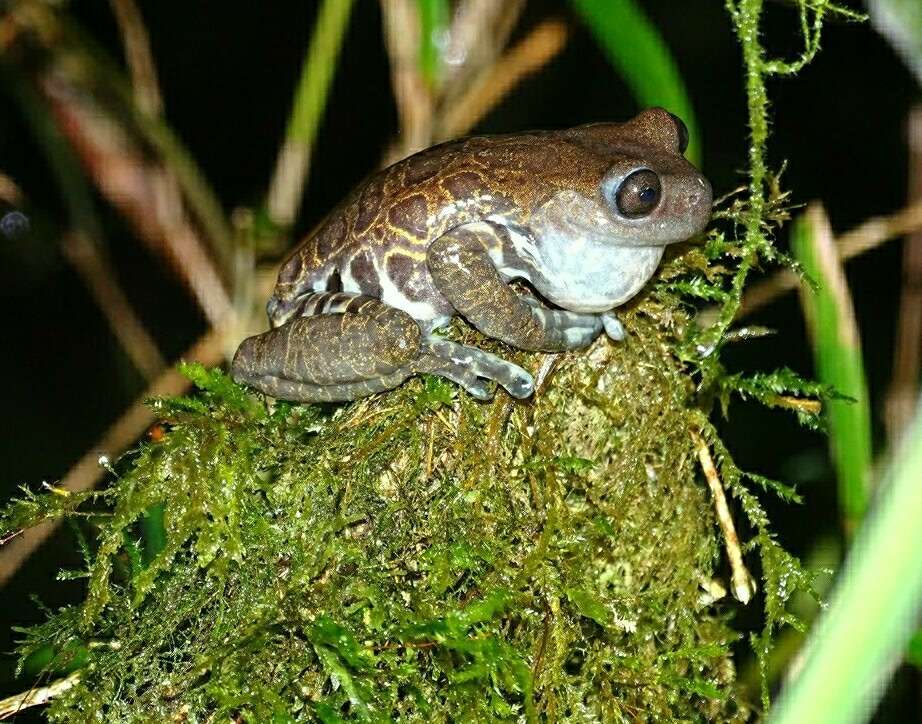 Image of Hyloscirtus criptico Coloma, Carvajal-Endara, Dueñas, Paredes-Recalde, Morales-Mite & Almeida-Reinoso et al. 2012