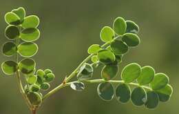 صورة Coronilla vaginalis Lam.