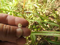 Image de Strophostyles leiosperma (Torr. & A. Gray) Piper