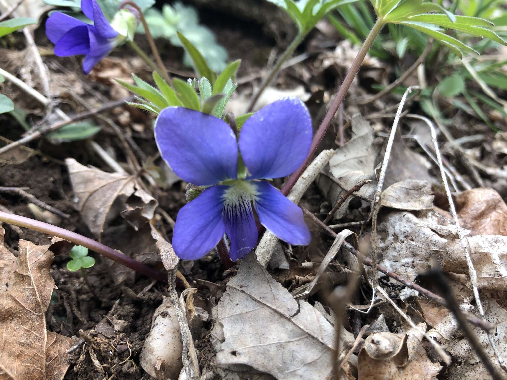 Слика од Viola subsinuata (Greene) Greene