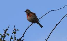 Image of Linnets