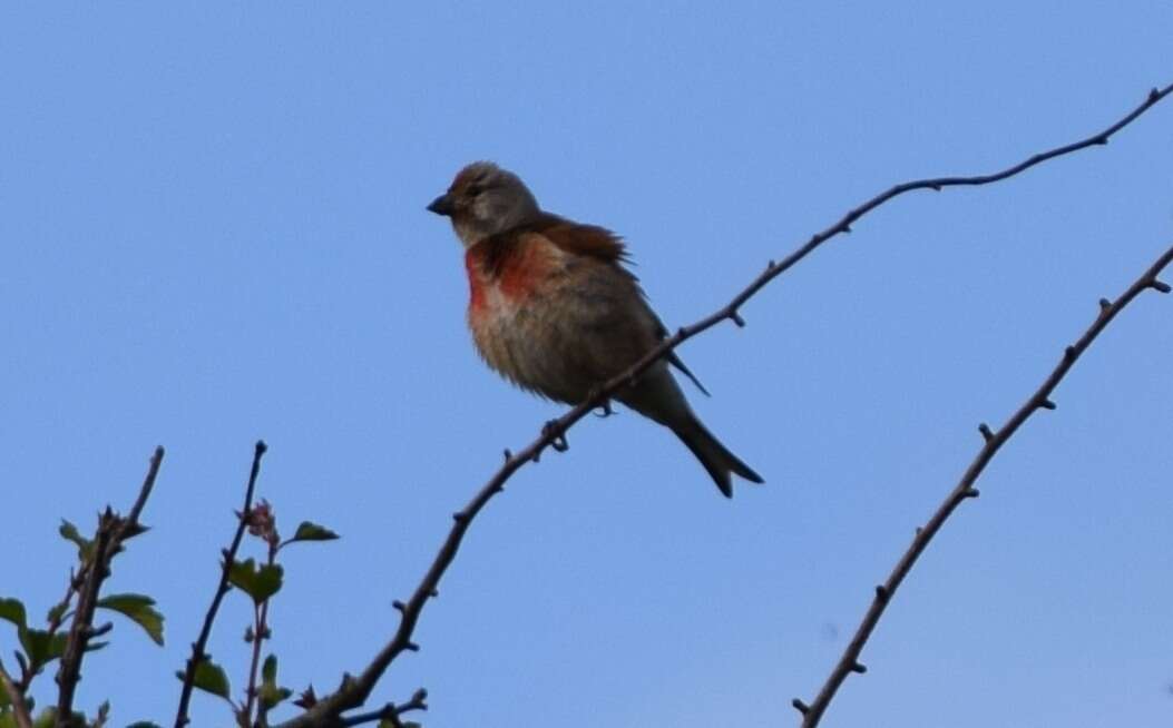 Image of Linnets