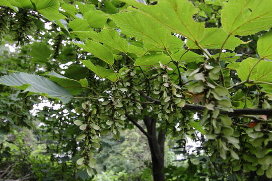 Image of Grey-budded snake-bark-maple