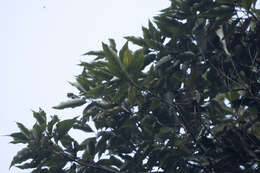 Image of Lithocarpus shinsuiensis Hayata & Kaneh.
