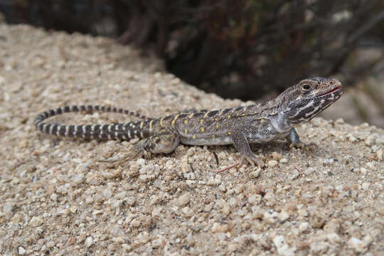 Image of Cope's leopard lizard