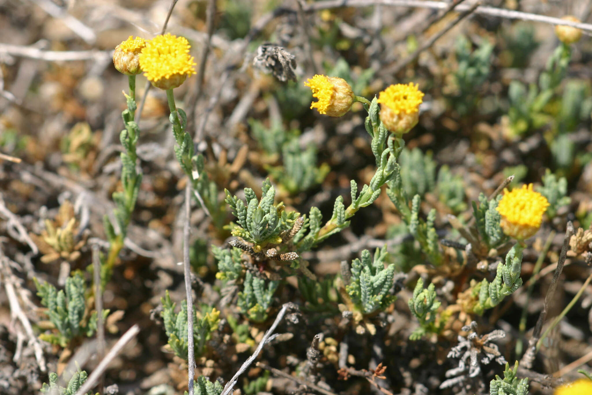 Image of Santolina ageratifolia Asso