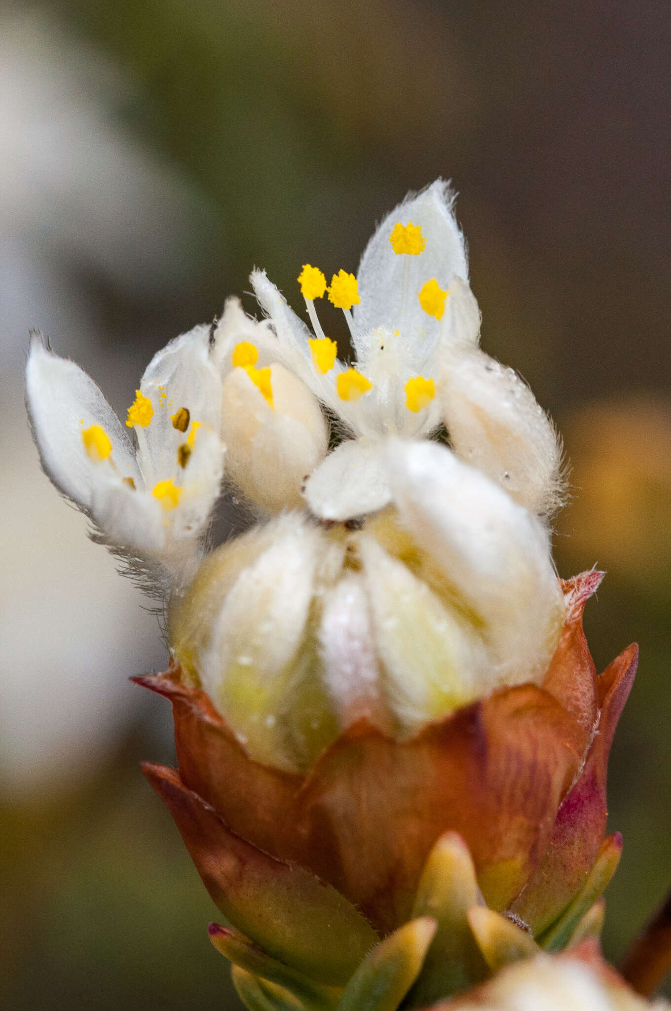 Image of Lachnaea naviculifolia Compton