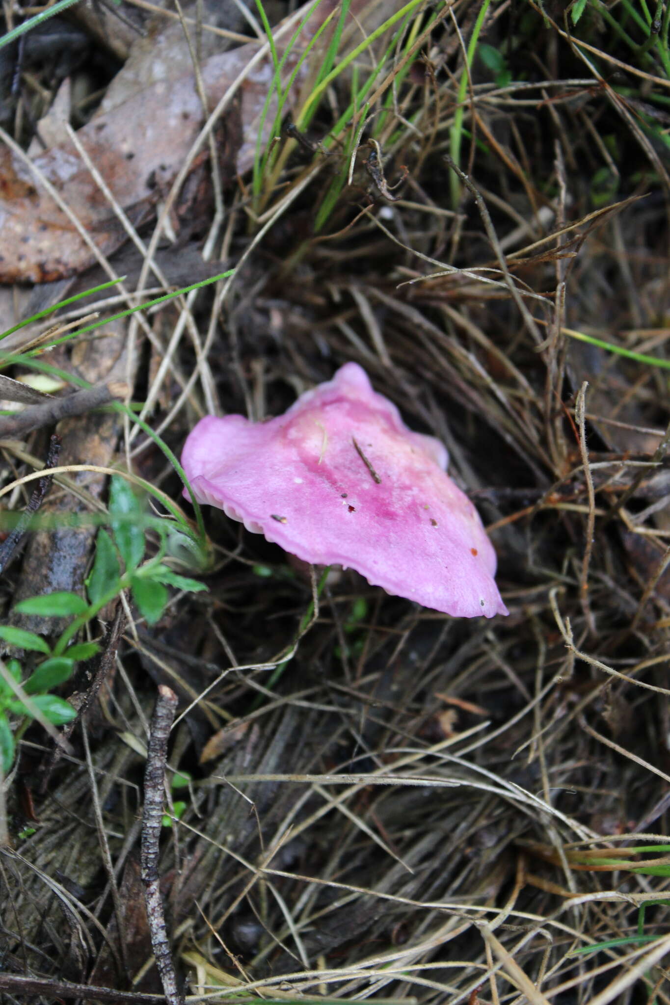 Image of Cantharellus lilacinus Cleland & Cheel 1919