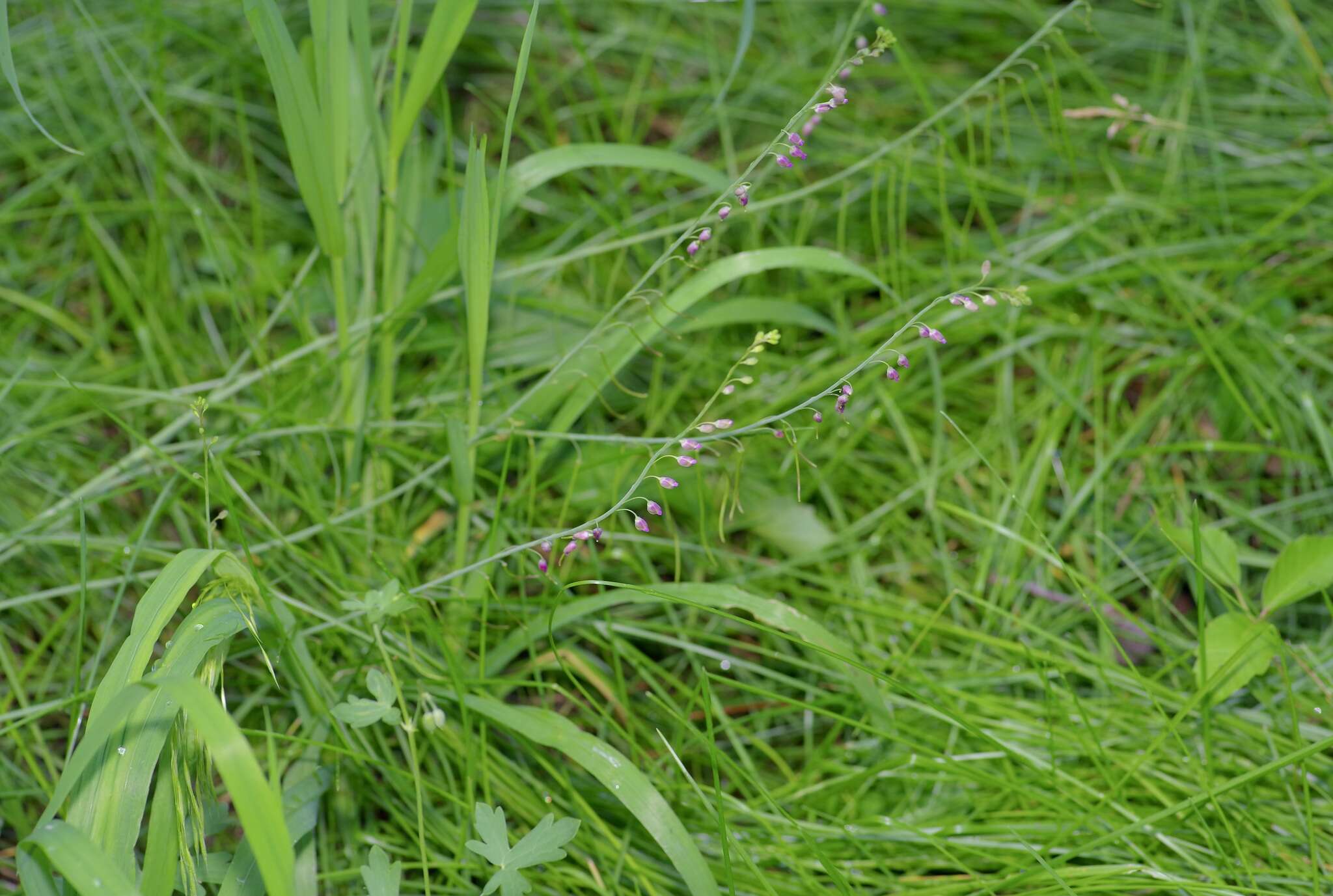 Pennellia longifolia (Benth.) Rollins的圖片