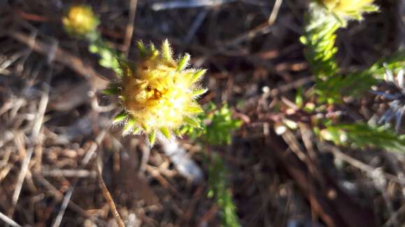 Image of Phylica plumosa L.