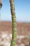 Image of Salicornia borysthenica N. N. Tzvelev