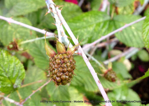 Image of Andes berry