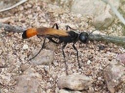 Слика од Ammophila placida F. Smith 1856