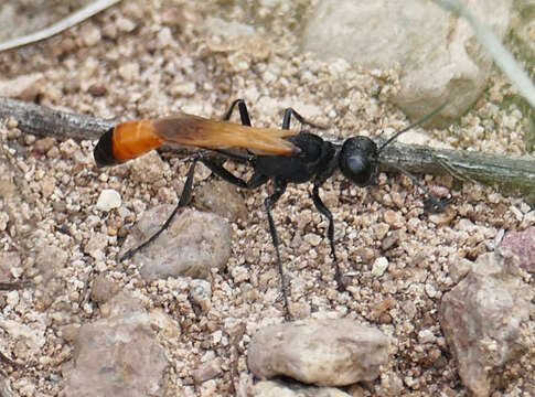 Image of Ammophila placida F. Smith 1856