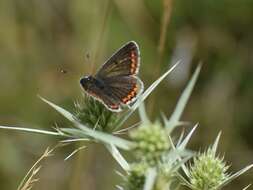 Image of brown argus