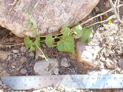 Image of Texas milkvine