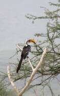 Image of Eastern Yellow-billed Hornbill