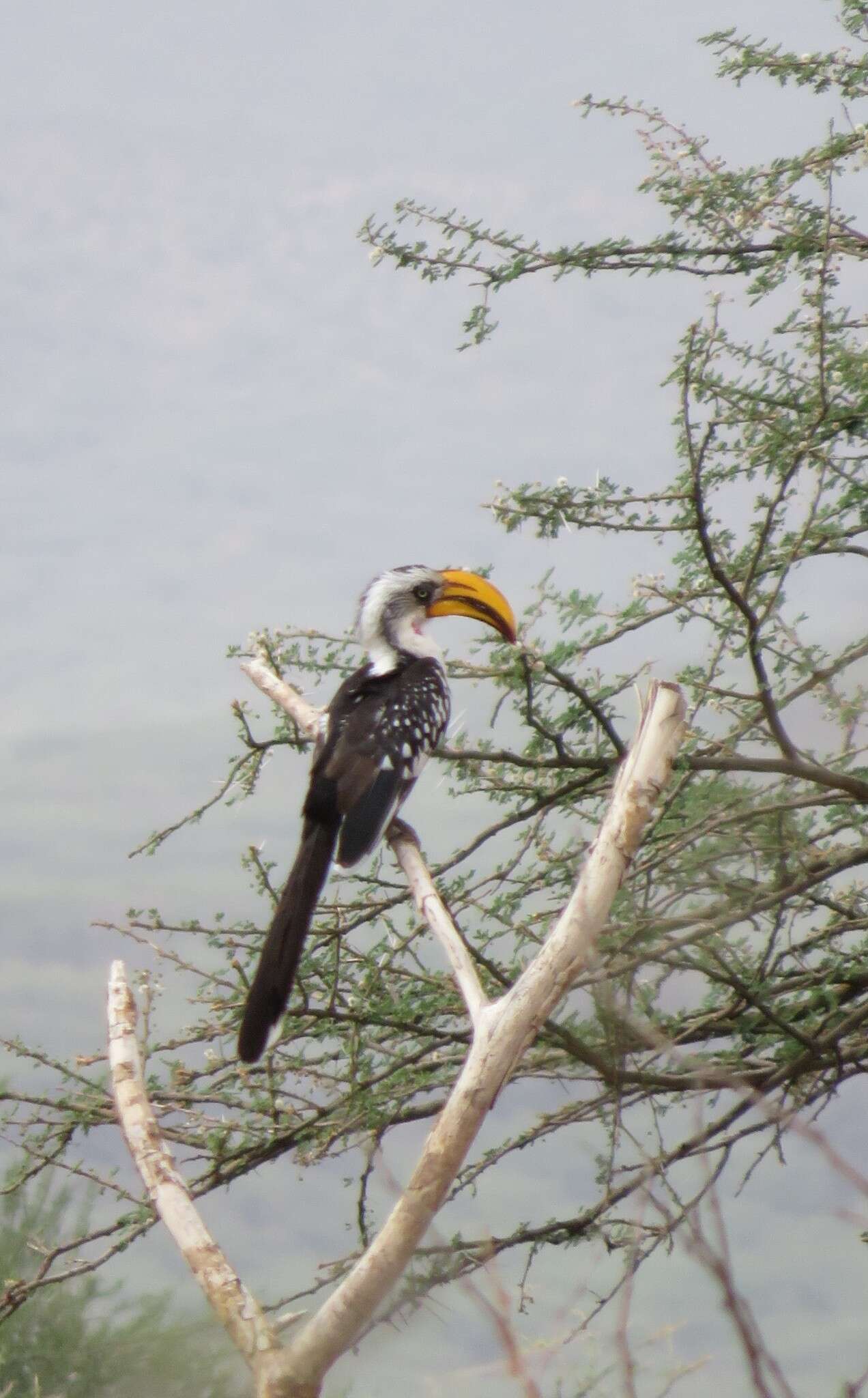 Image of Eastern Yellow-billed Hornbill