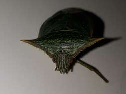 Image of Loxa viridis (Palisot 1811)