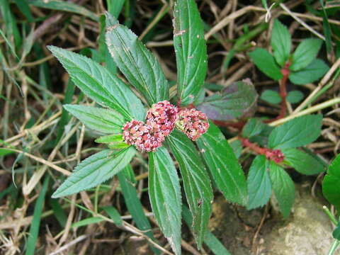 Image of Euphorbia hirta L.