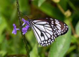 Image de Danaus (Anosia) melanippus subsp. edmondii Bougaunville 1837